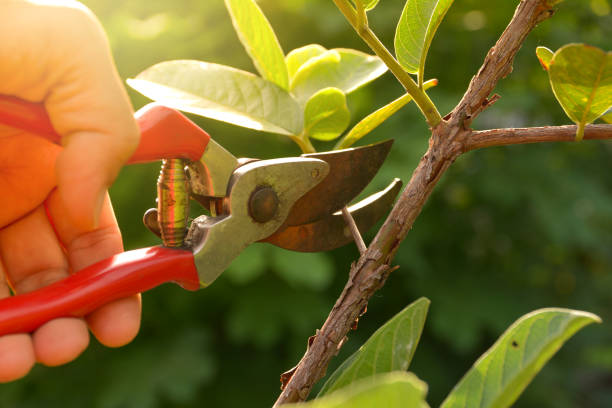  Stem, NC Tree Removal Services Pros